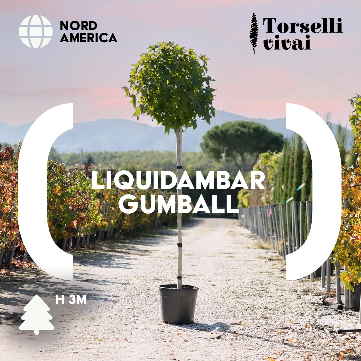 Gumball e Leylandii